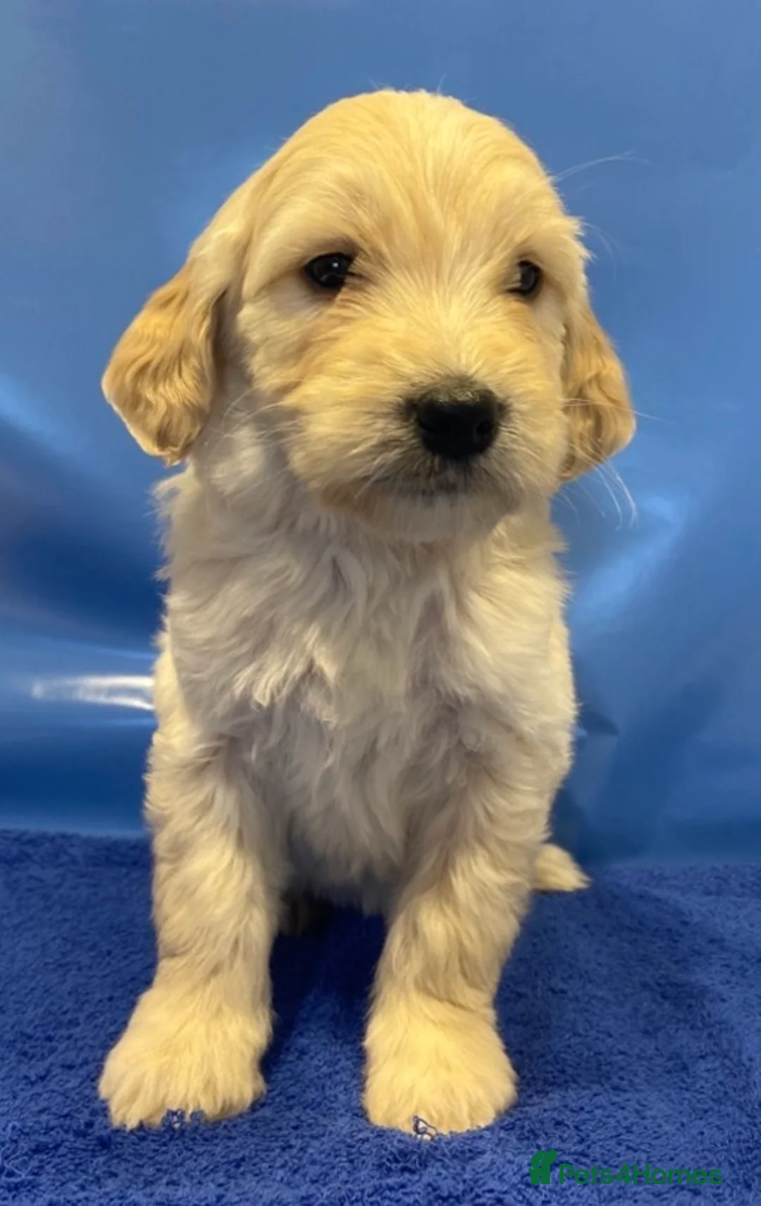 Goldendoodle dogs for sale: F1B Golden doodle pups - Advert 12