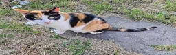 Mixed Breed cats for sale: completely Free. £0 for 3 cat. Need rehoming in Birmingham - Advert 8