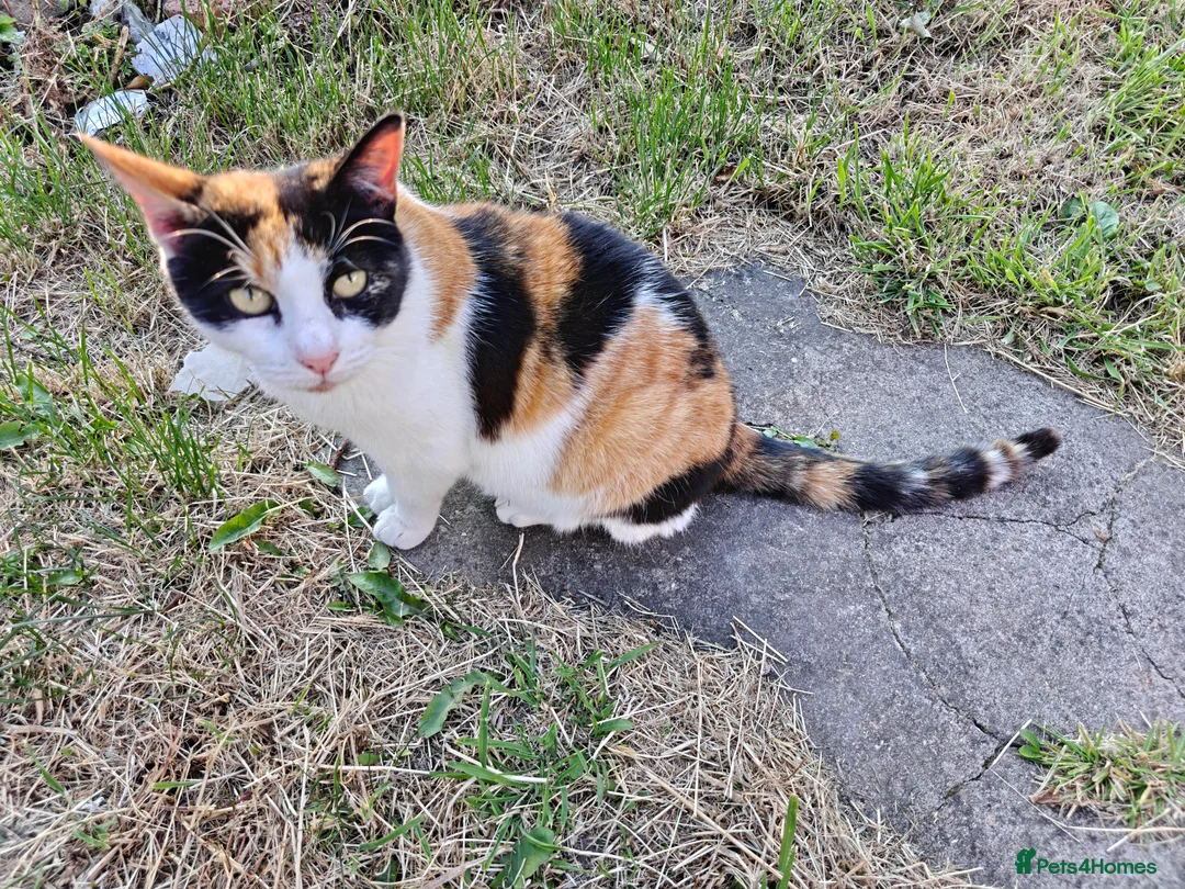 Mixed Breed cats for sale: completely Free. £0 for 3 cat. Need rehoming in Birmingham - Advert 8