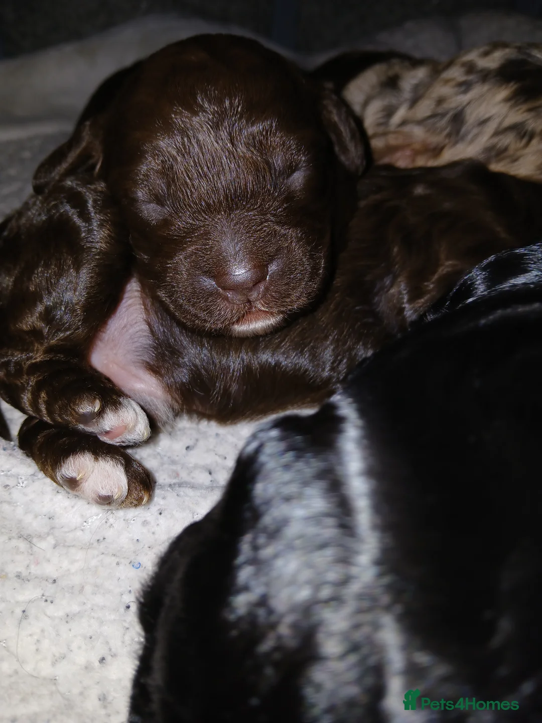 Cockapoo dogs for sale: F1 miniature cockapoos available 16th feb - Advert 12