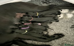 Labrador Retriever dogs for sale: 1 black dog available  - Image 7