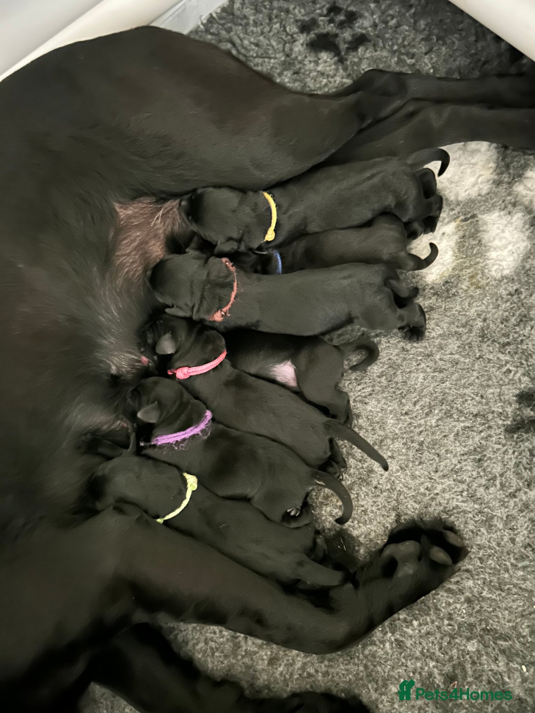 Labrador Retriever dogs for sale: 1 black dog available  - Image 7