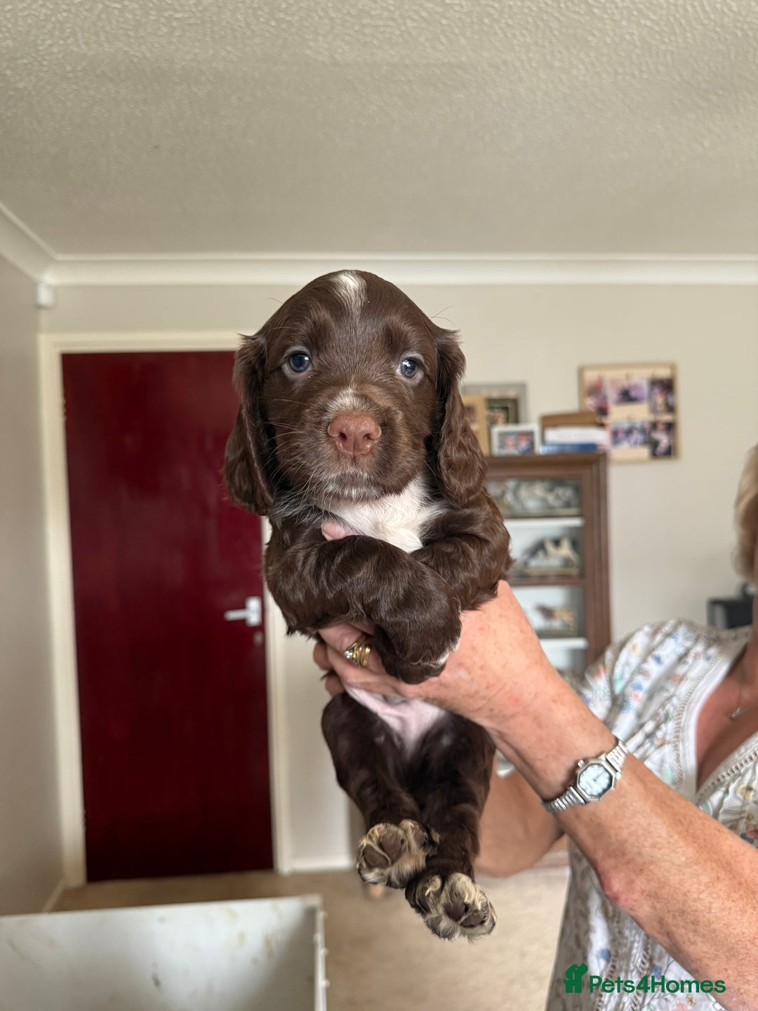 Cocker Spaniel dogs for sale: 5 Pedigree Working Cocker Pups for Sale  - Image 6