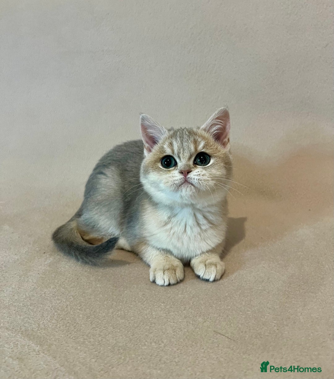 British Shorthair cats for sale: 🐾 Pure BSH Kittens 🐾  - Advert 5