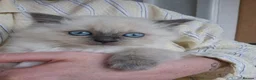 Ragdoll cats for sale: Beautiful Female Ragdoll Kittens in Leyland - Advert 6