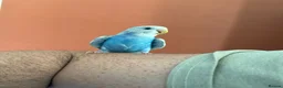Budgerigars birds for sale: Two Budgies for Sale 🦜 in Nottingham - Advert 5