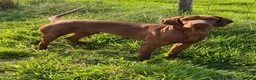Hungarian Vizsla dogs for sale: 🐶Adorable KC Vizsla Puppies heart 💗🩵 in Machynlleth - Advert 28