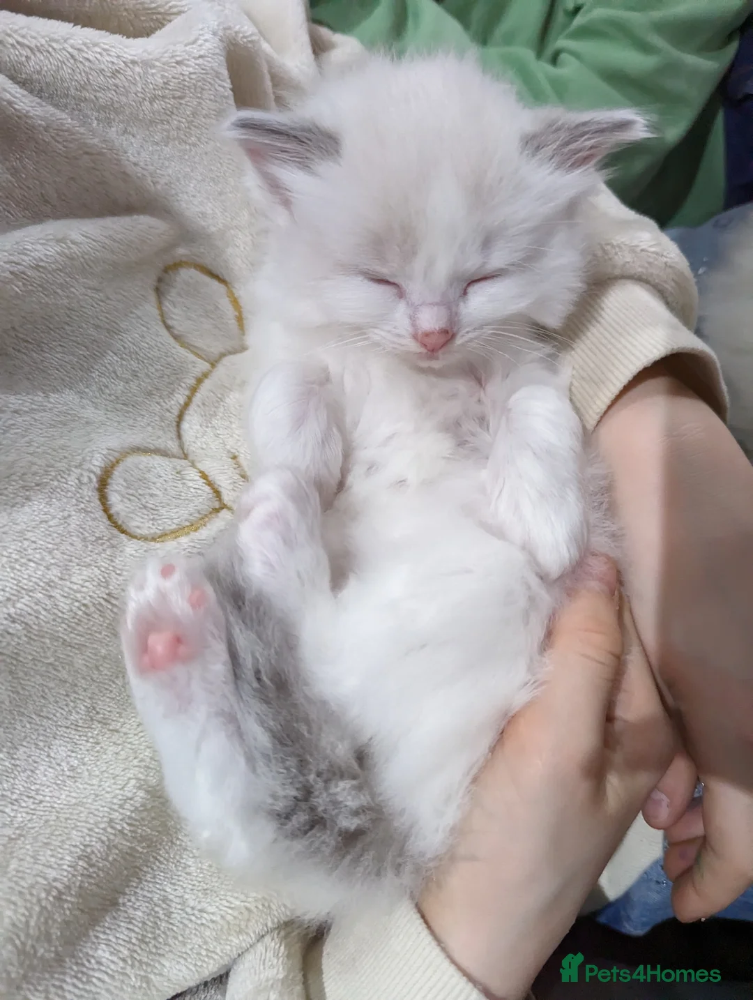 Ragdoll cats for sale: Gorgeous ragdoll kittens - Advert 10