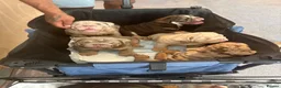 English Bulldog dogs for sale: Ready to Leave KC English Bulldog Puppies - Advert 2