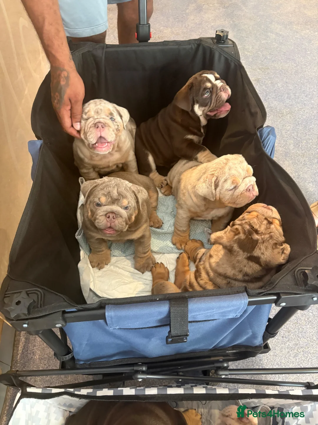 English Bulldog dogs for sale: Ready to Leave KC English Bulldog Puppies - Advert 2