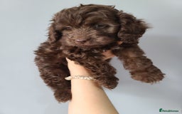 Cavapoo dogs for sale: Chocolate F1B Cavapoos. Health Tested.  - Image 22