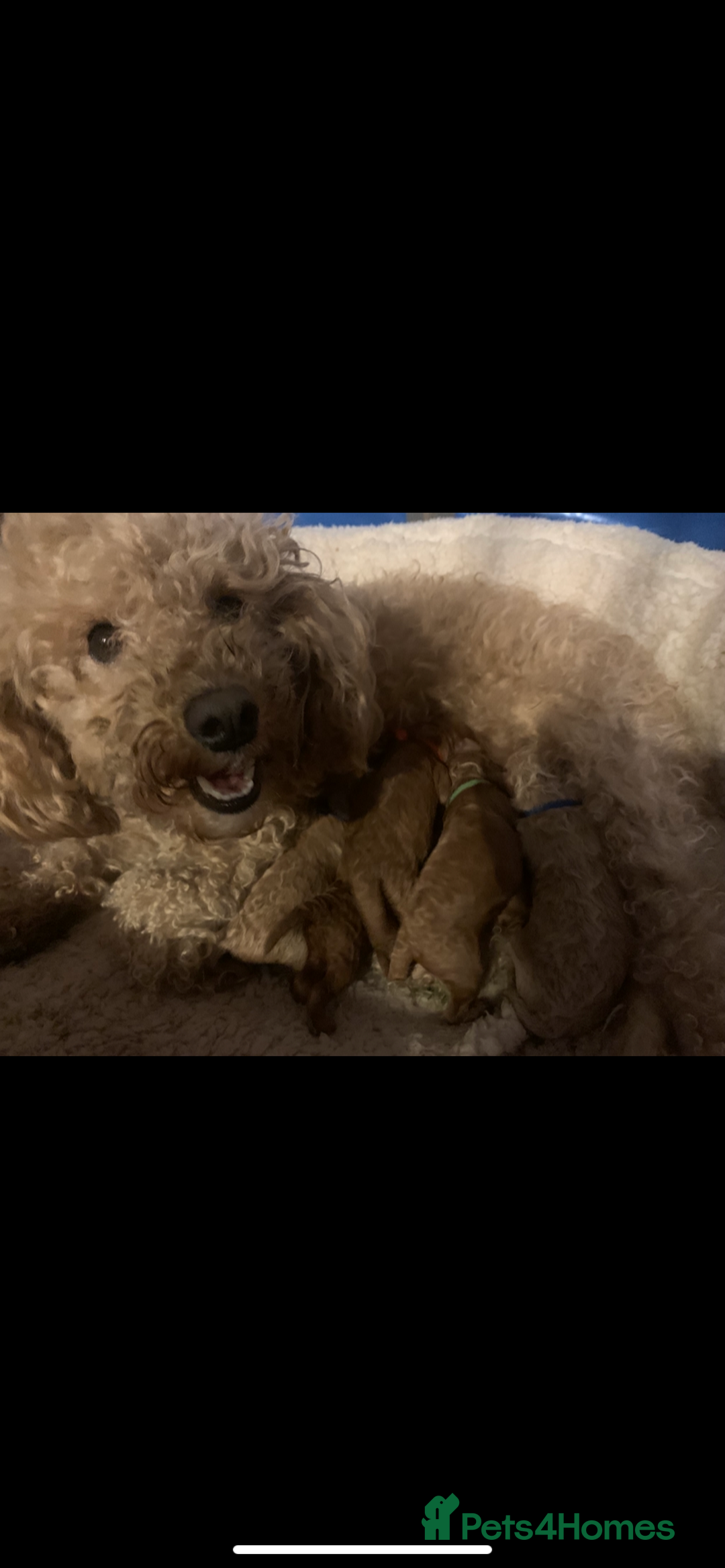 Cavapoo dogs for sale: Toy Cavapoo puppies - Advert 9