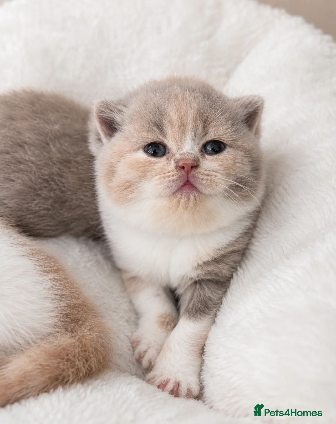British Shorthair cats for sale: GCCF champion British Shorthair kittens  - Advert 2