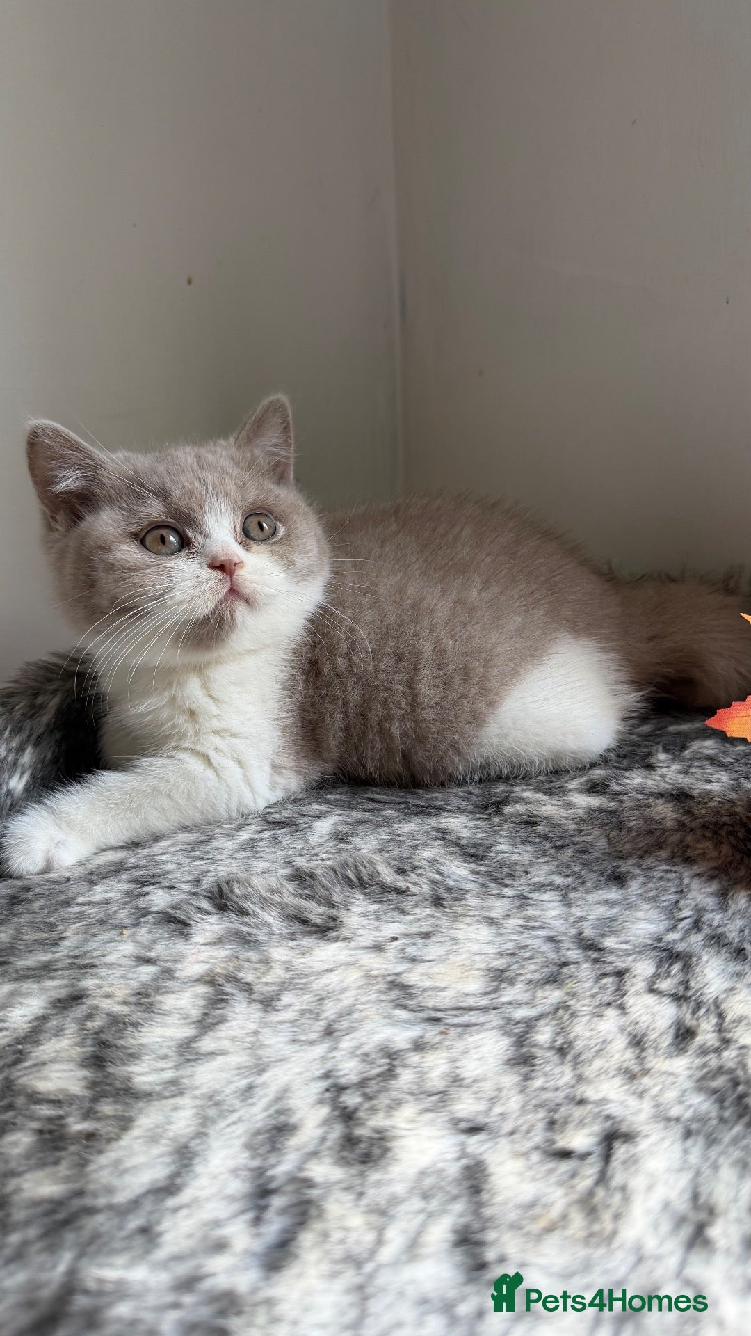 British Shorthair cats for sale: BSH Fawn and bi colour fawn kittens  - Advert 2