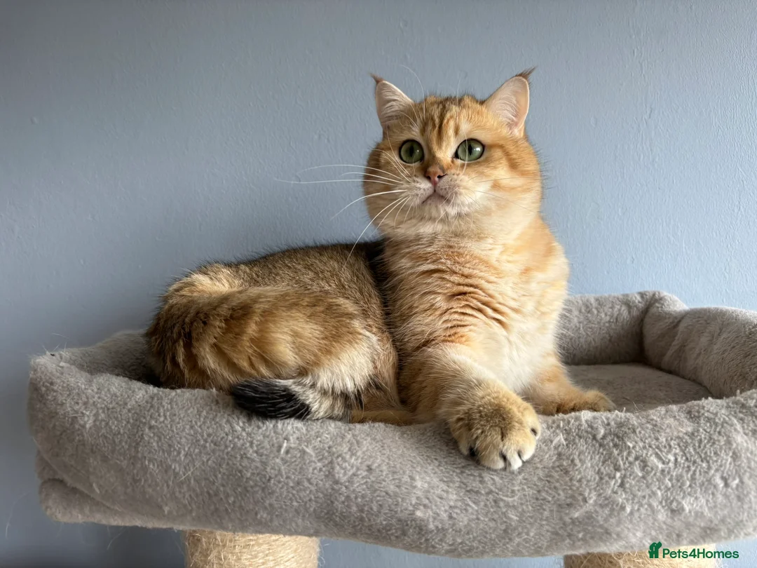 British Shorthair cats for sale: Stunning TICA  British Shorthair Gold - Advert 1