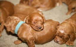 Cockapoo dogs for sale: Gorgeous Fox Red Cockapoo Puppies avail 15/12/25 - Image 15