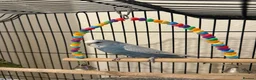 Budgerigars birds for sale: Two budgies with cage and all other necessities  in London - Advert 6