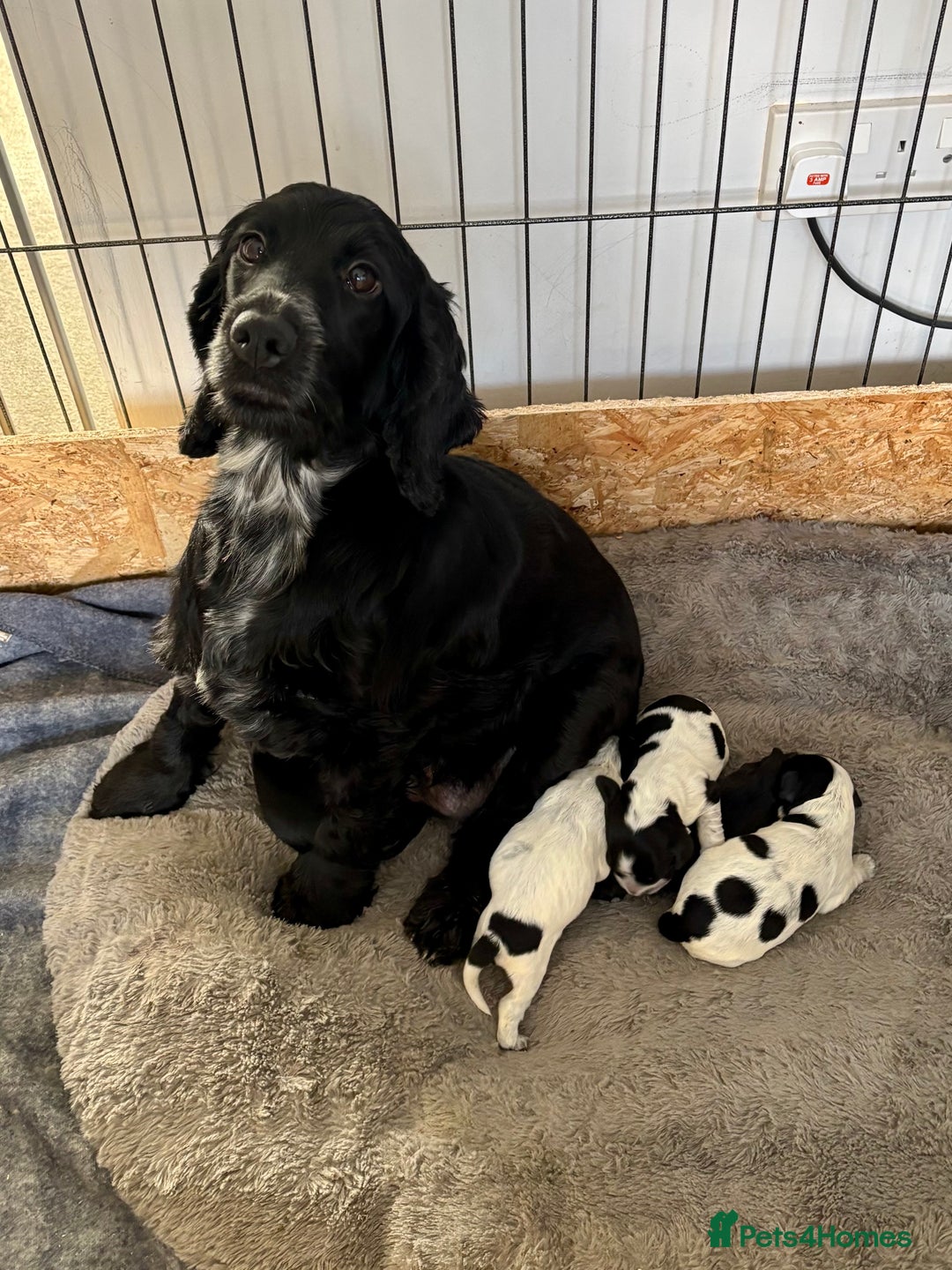Cocker Spaniel dogs for sale: Show cocker spaniel puppies - Advert 1