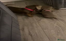 Miniature Dachshund dogs for sale: Adorable Litter of Miniature Dachshund Puppies  - Image 23