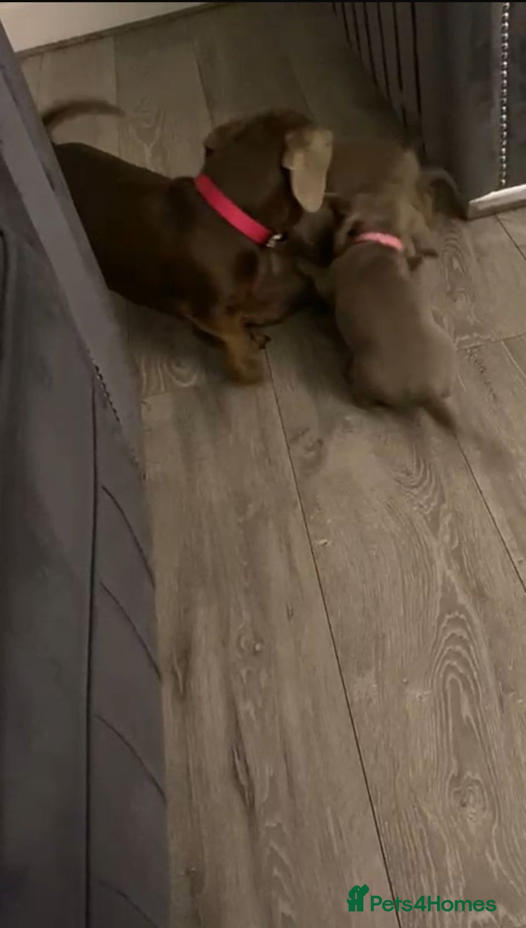 Miniature Dachshund dogs for sale: Adorable Litter of Miniature Dachshund Puppies  - Image 23