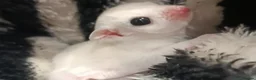 Sugar Glider rodents for sale: 💕Beautiful Leucistic Sugar Glider Baby Girl 💖 - Advert 1