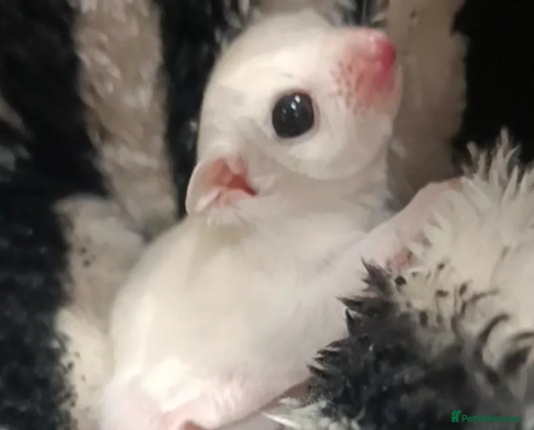 Sugar Glider rodents for sale: 💕Beautiful Leucistic Sugar Glider Baby Girl 💖 - Advert 1