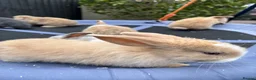 Mini Lop rabbits for sale: Pure breed Mini Lops - Advert 15