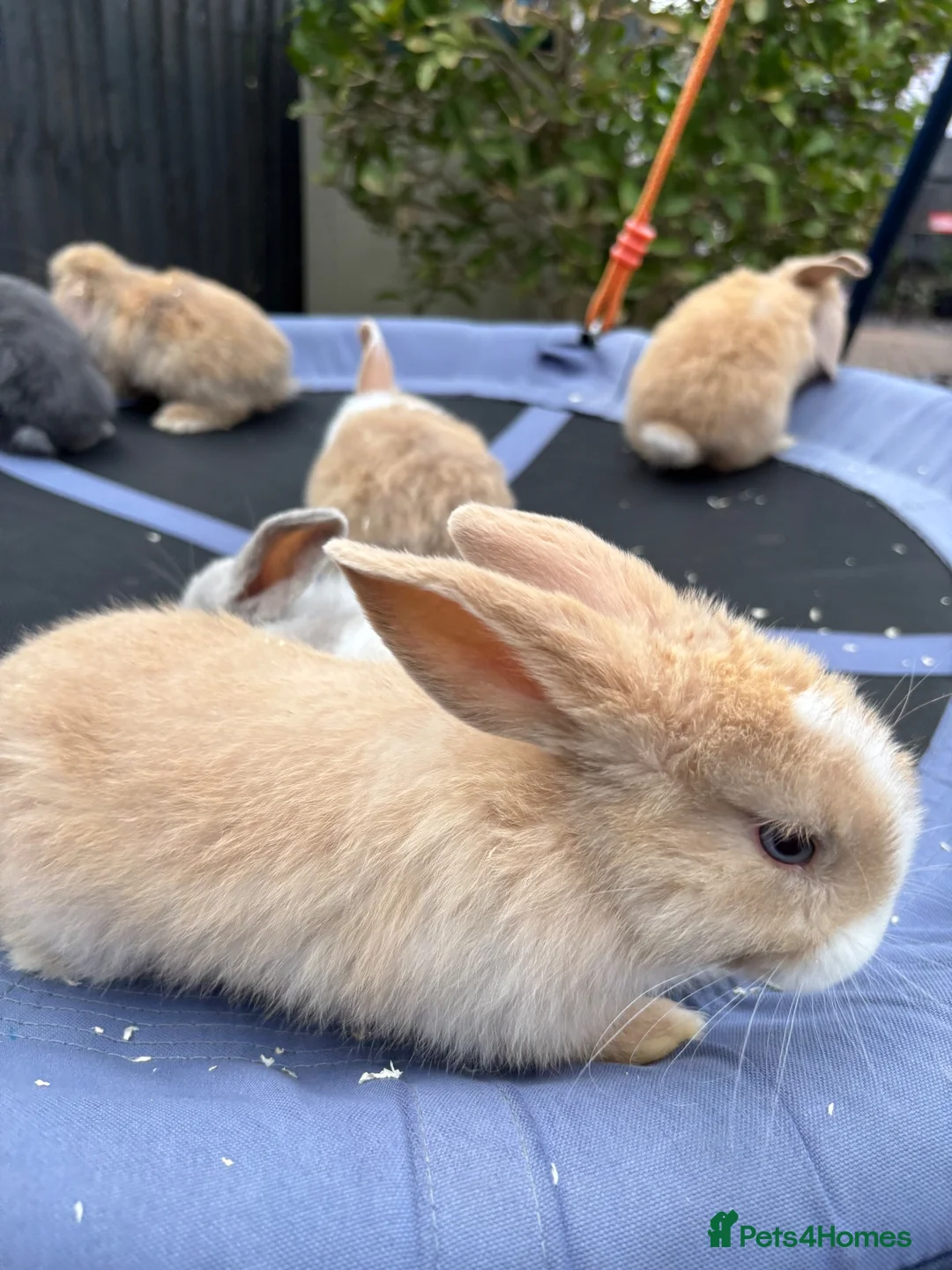 Mini Lop rabbits for sale: Pure breed Mini Lops - Advert 15