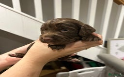 Sprocker dogs for sale: Sprocker pups  - Image 11