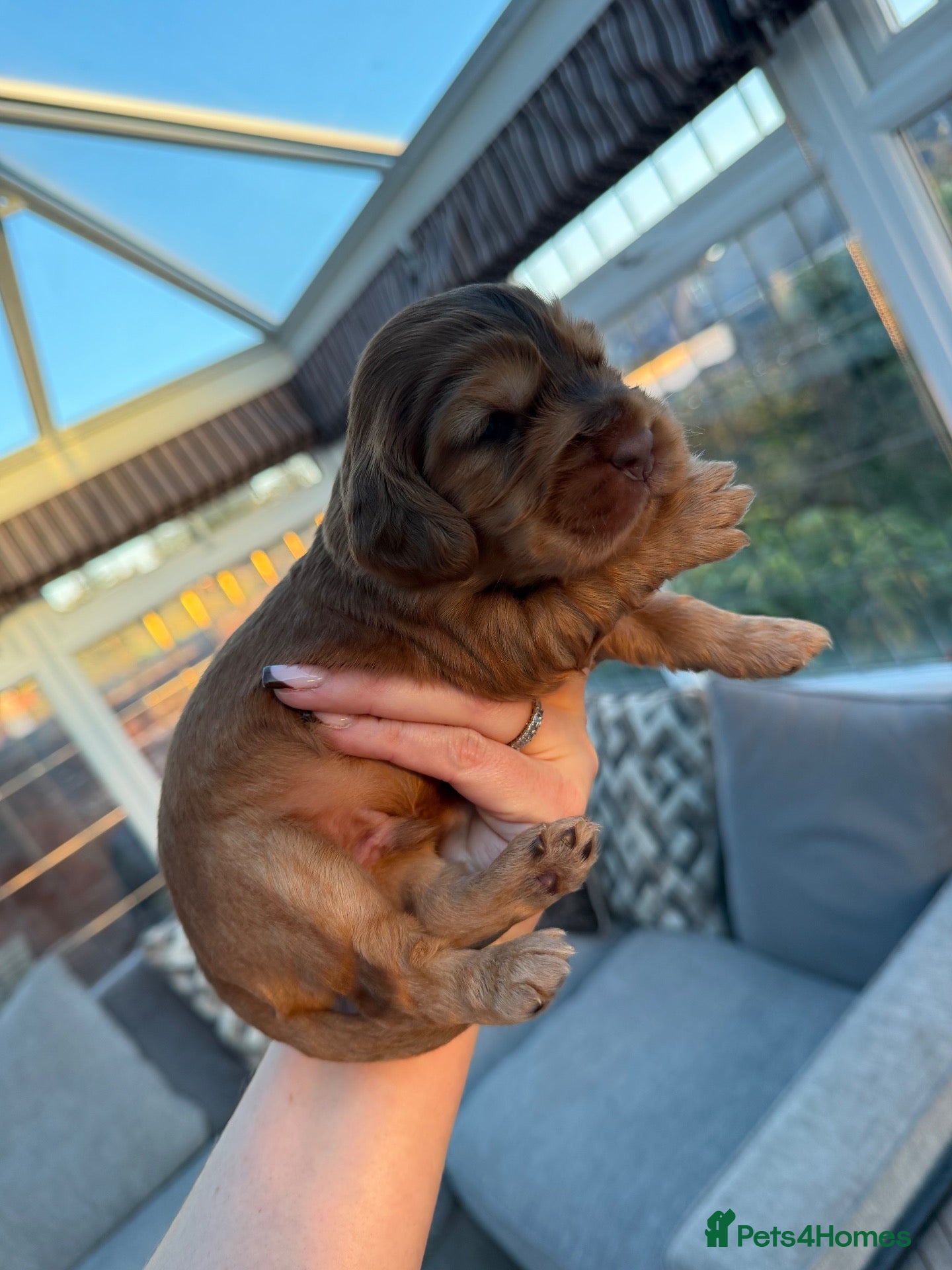 Cocker Spaniel dogs *SHOW TYPE COCKER SPANIEL PUPPIES* - Advert 10