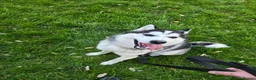 Siberian Husky dogs for sale: Lovely husky Odin in Gainsborough - Advert 2