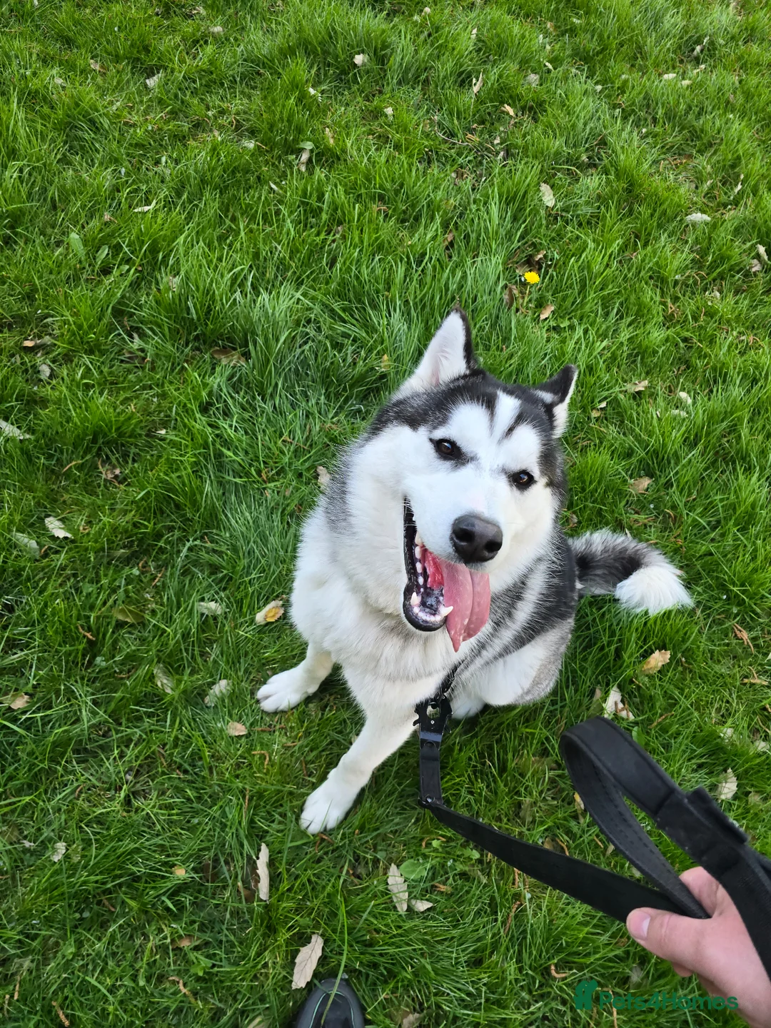 Siberian Husky dogs for sale: Lovely husky Odin in Gainsborough - Advert 2