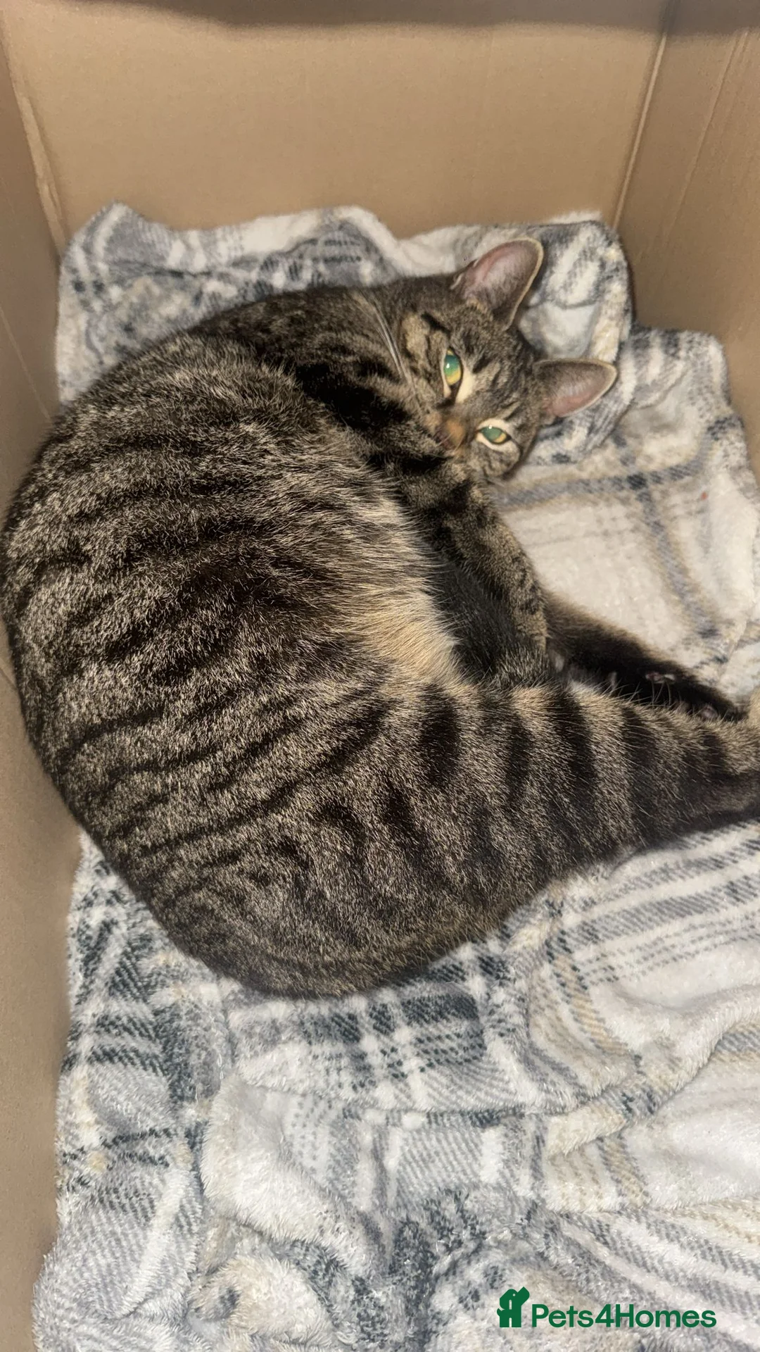 Domestic Shorthair cats for sale: one tabby and one black and white kittens - Advert 2