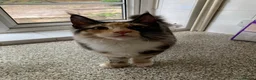 Maine Coon cats for sale: Maine Coon Kitten - Advert 3