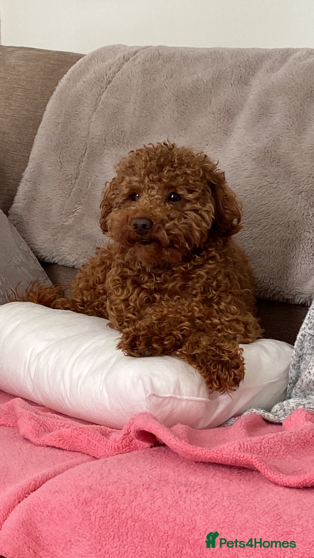 Toy Poodle dogs for stud: Toy Poodle Stud (Not for Sale) in Houghton le Spring - Advert 3