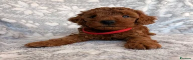 Toy Poodle 1