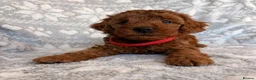 Toy Poodle dogs for sale: 🐾 KC register Red Toy Poodle Puppies 🐾  in Caerphilly - Advert 9