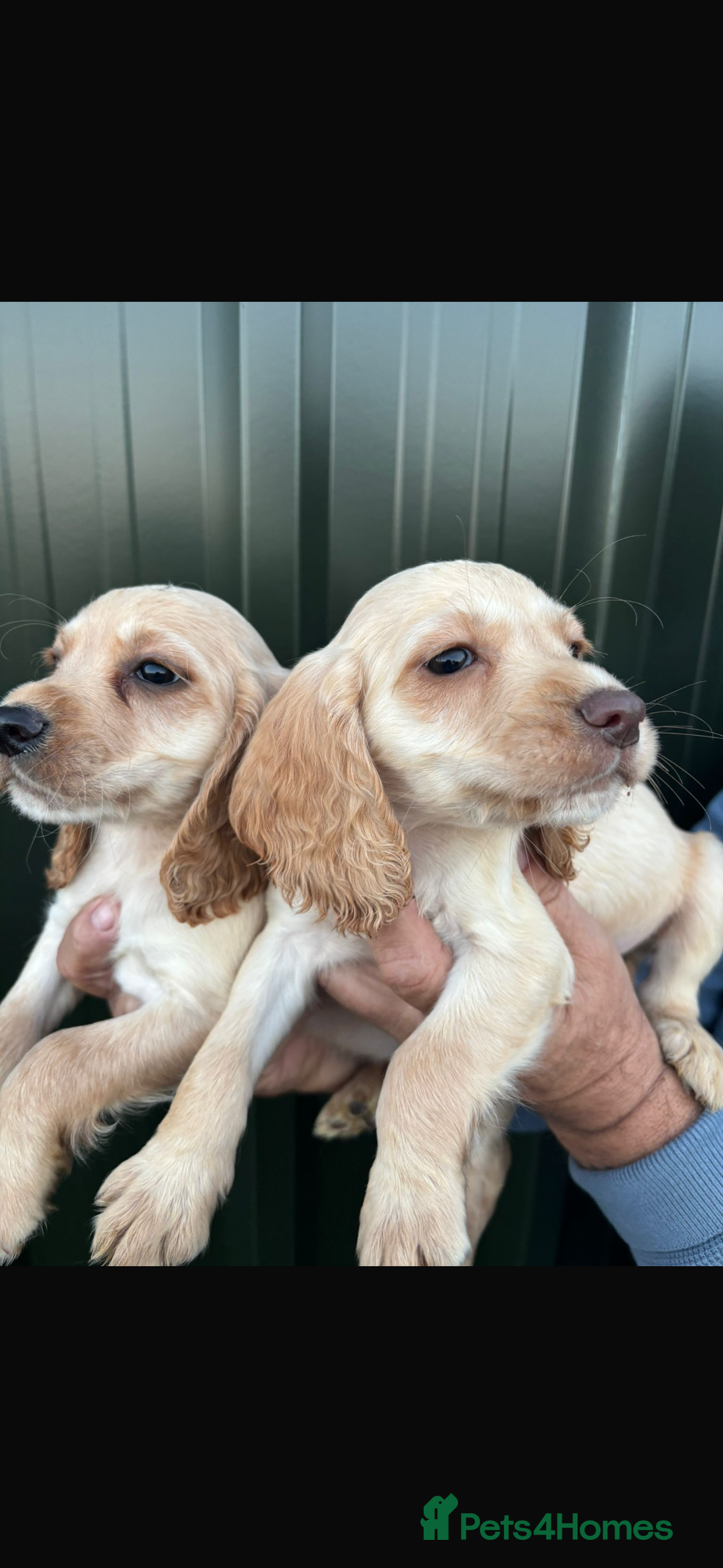 Cocker Spaniel dogs for sale: Beautiful cocker spaniel puppies  - Image 3