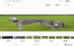 Whippet dogs for stud: Classy Smart Blue Boy 19.5tts.Sportingbred. - Image 24