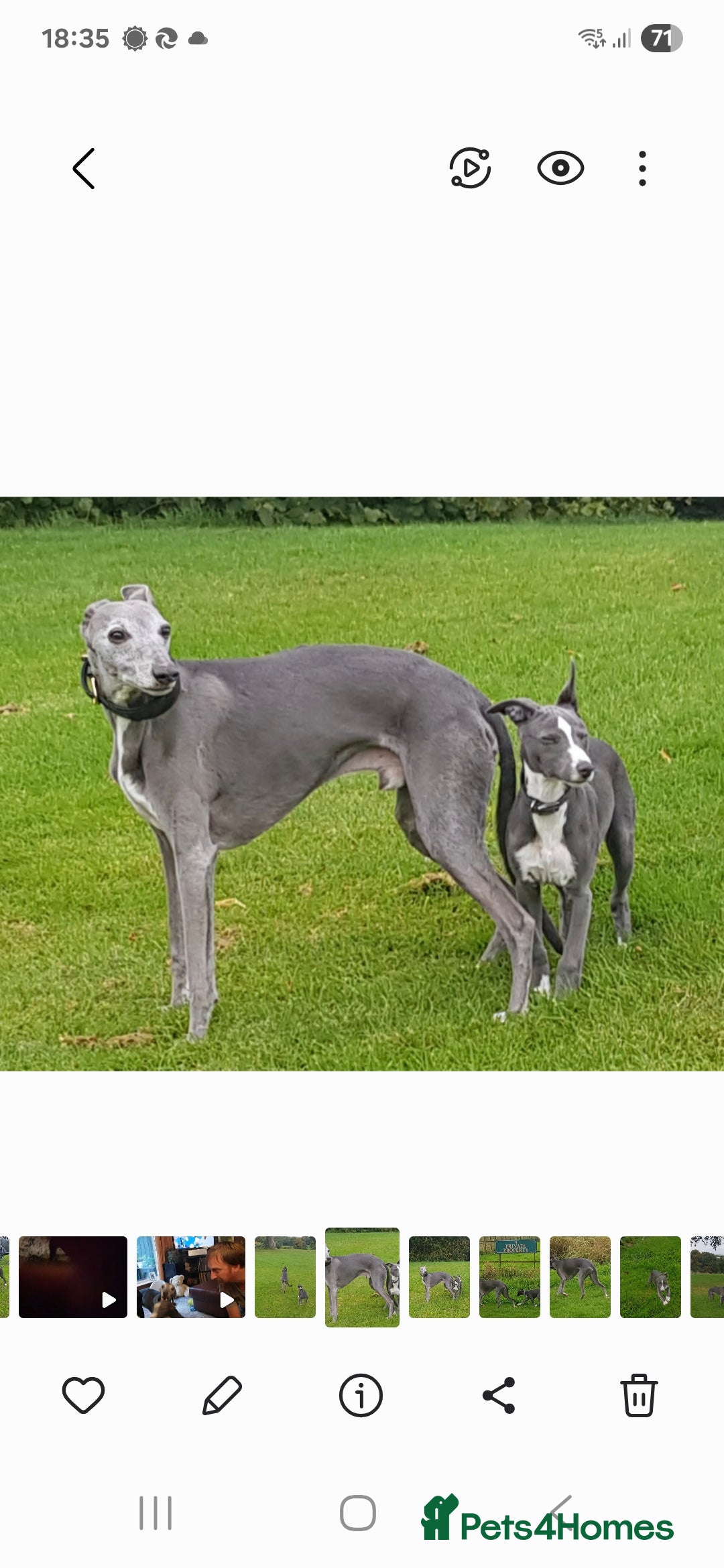 Whippet dogs for stud: Classy Smart Blue Boy 19.5tts.Sportingbred. - Image 24