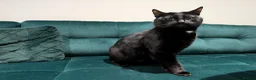 Mixed Breed cats for sale: Beautiful cuddly cat  - Advert 8