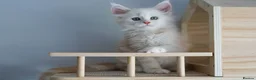 Maine Coon cats for sale: Rare Red Shaded TICA Maine Coon Kittens - Advert 21