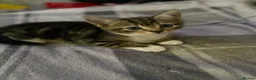 Mixed Breed cats for sale: 4 beautiful kittens  - Advert 5