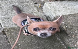 Chihuahua dogs for sale: Chihuahua Adult Female  - Image 1