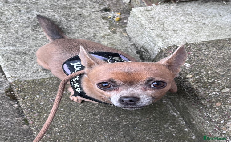Chihuahua dogs - Advert 1