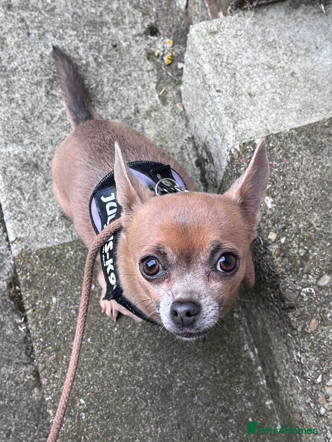 Chihuahua dogs for sale: Chihuahua Adult Female  - Image 1