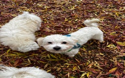 Maltipoo dogs for sale: Adorable 7 Month Old Maltipoo Puppies - Image 3