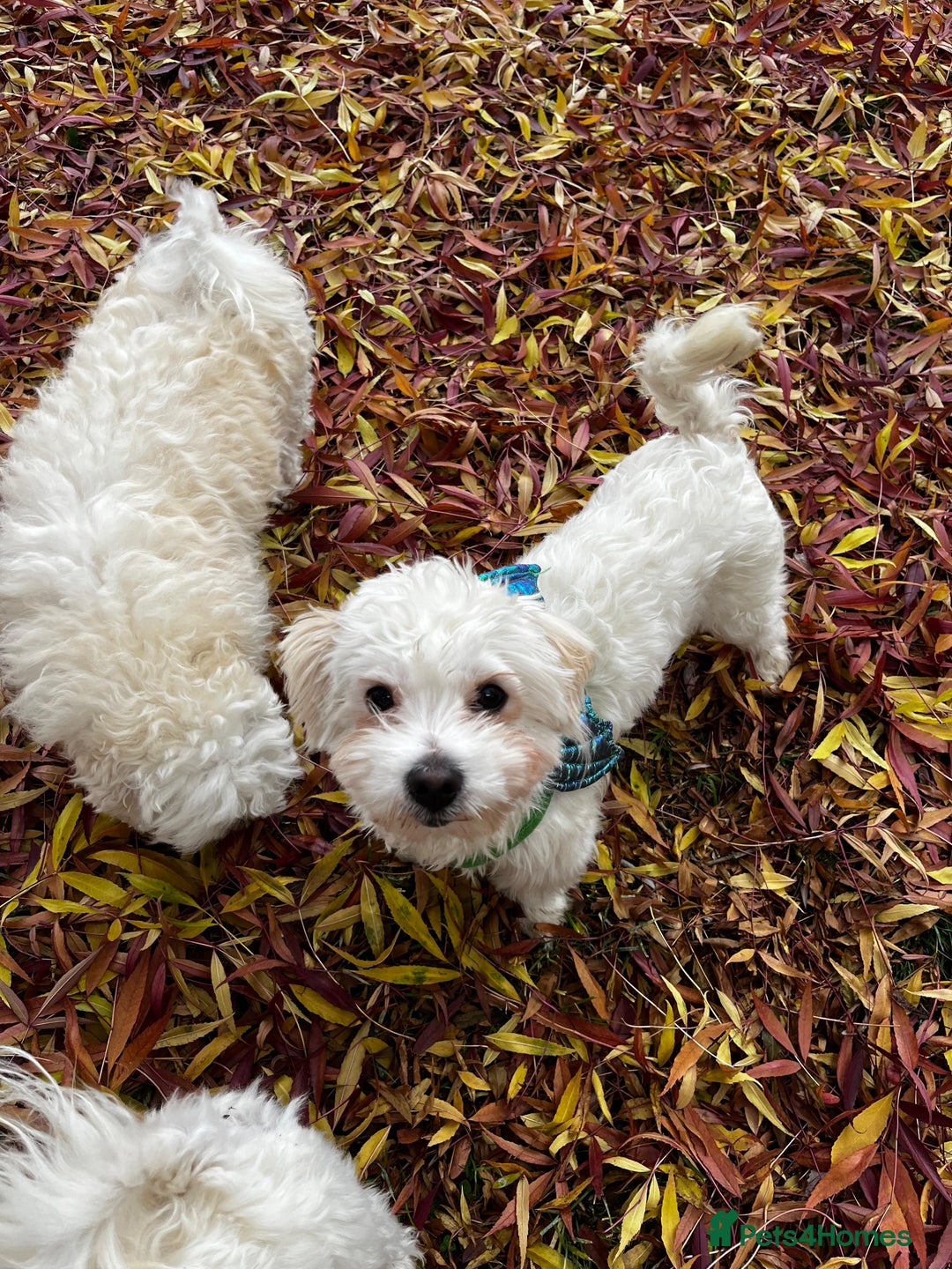 Maltipoo dogs for sale: Adorable 7 Month Old Maltipoo Puppies - Image 3