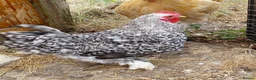 Chickens poultry for sale: Handsome Pekin Cockerels Free - Advert 4