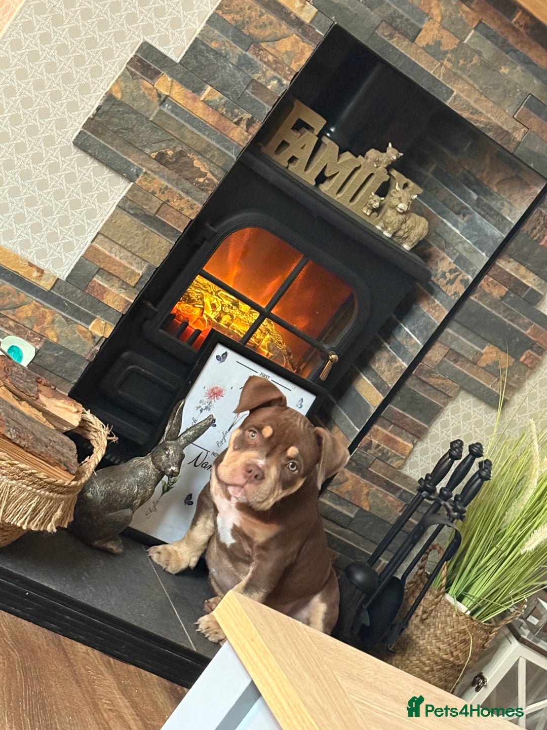 American Bully dogs for sale: Bruce male pocket bully puppy - Advert 6